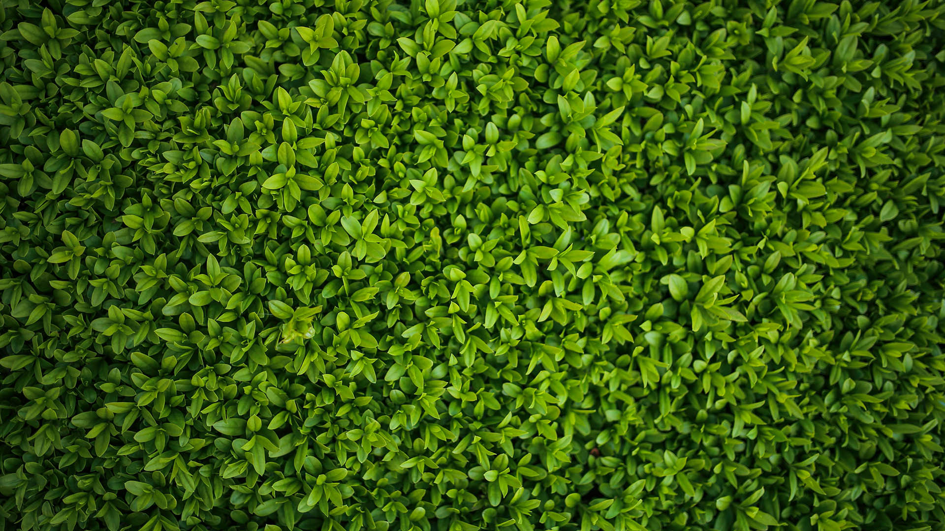 Close-up of a bush with small grass-colored leaves. The bush looks like a boxwood plant.